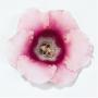 Seminte profesionale  Gloxinia (Sinningia hybrida)- Gloxinia - imagine 49203